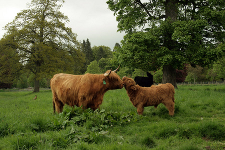 Las típicas vacas escocesas